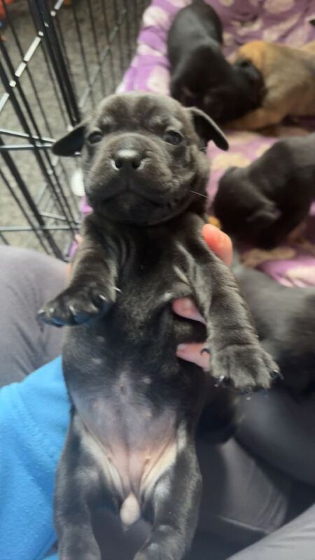 Puppy’s for sale