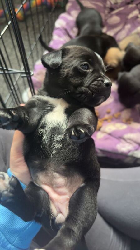 Puppy’s for sale - Image 2 of 2