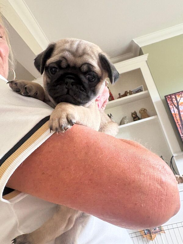 Last fawn female pure bred pug puppy of litter still looking for their forever home. - Image 8 of 8