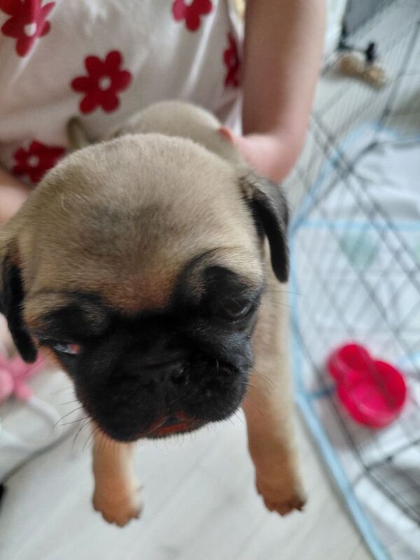 Last fawn female pure bred pug puppy of litter still looking for their forever home.