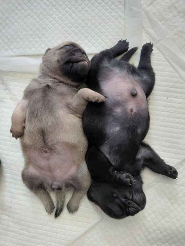 Last fawn female pure bred pug puppy of litter still looking for their forever home. - Image 2 of 8