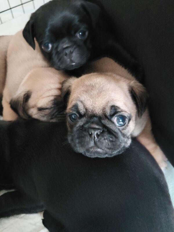 Last fawn female pure bred pug puppy of litter still looking for their forever home. - Image 3 of 8