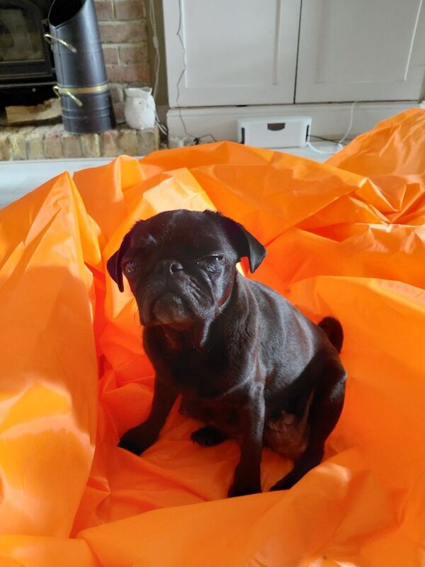 Last fawn female pure bred pug puppy of litter still looking for their forever home. - Image 6 of 8