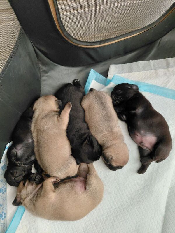 Last fawn female pure bred pug puppy of litter still looking for their forever home. - Image 7 of 8