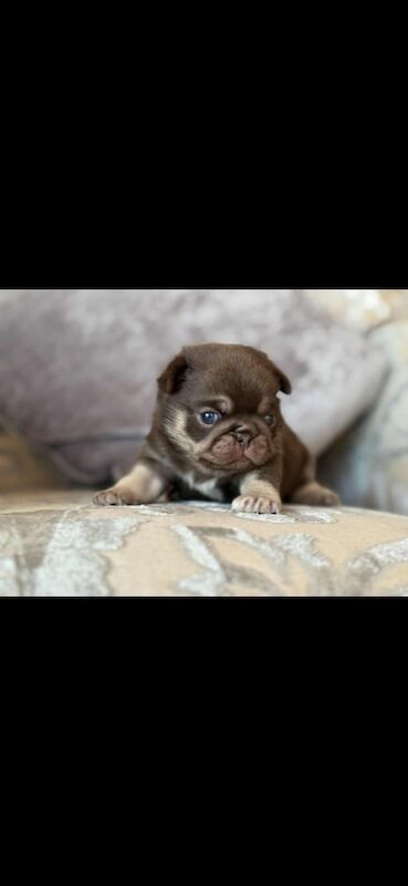 Pug puppies for sale in Old Cwmbran, Gwent – KC registered, 6 weeks old