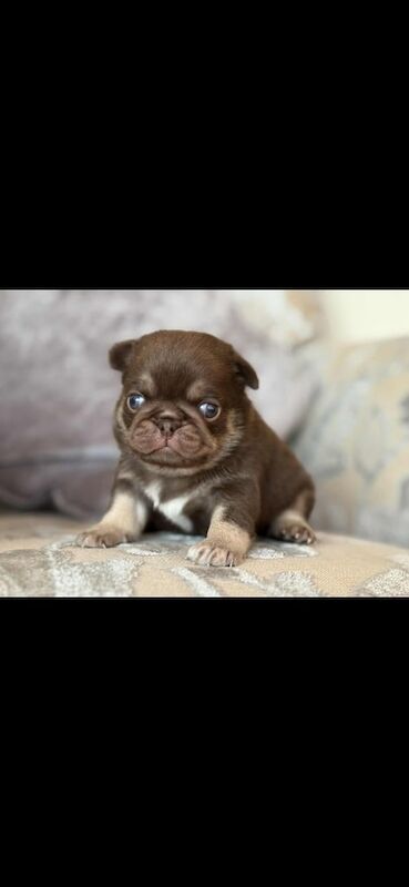 Pug puppies for sale in Old Cwmbran, Gwent – KC registered, 6 weeks old - Image 2 of 3