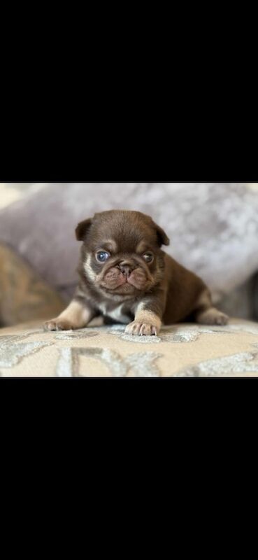 Pug puppies for sale in Old Cwmbran, Gwent – KC registered, 6 weeks old - Image 3 of 3