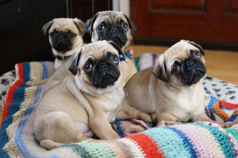 Pug puppies for sale in Great Barr, West Midlands – 11 weeks old