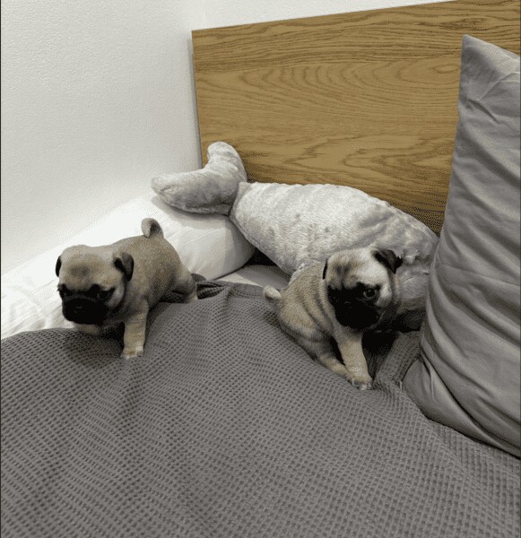Pug puppies for sale in Maidstone, Kent – 1 year old