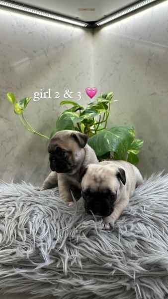 Purebred pug pups for sale in Maidstone, Kent | Image 2