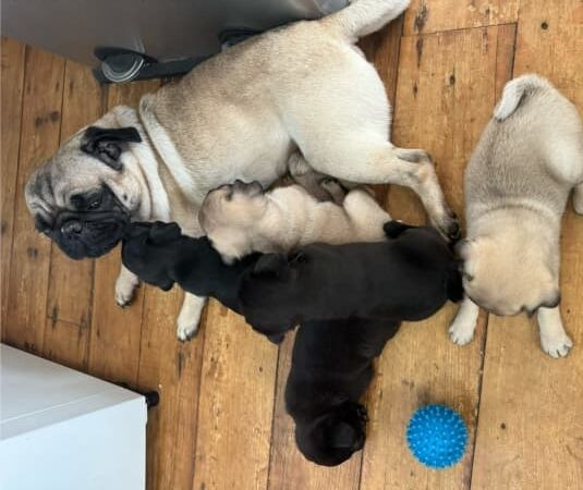 Purebred pug pups for sale in Maidstone, Kent | Image 3