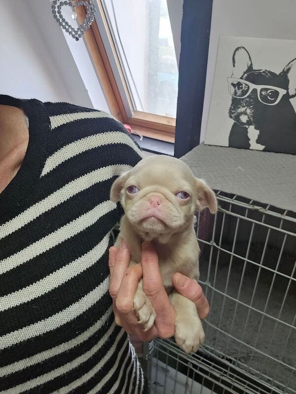 Pug puppies for sale in Rochford, Essex – 5 months old - Image 1 of 3
