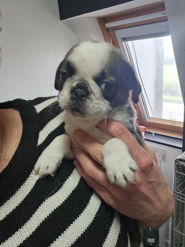 Pug puppies for sale in Rochford, Essex – 5 months old - Image 2 of 3