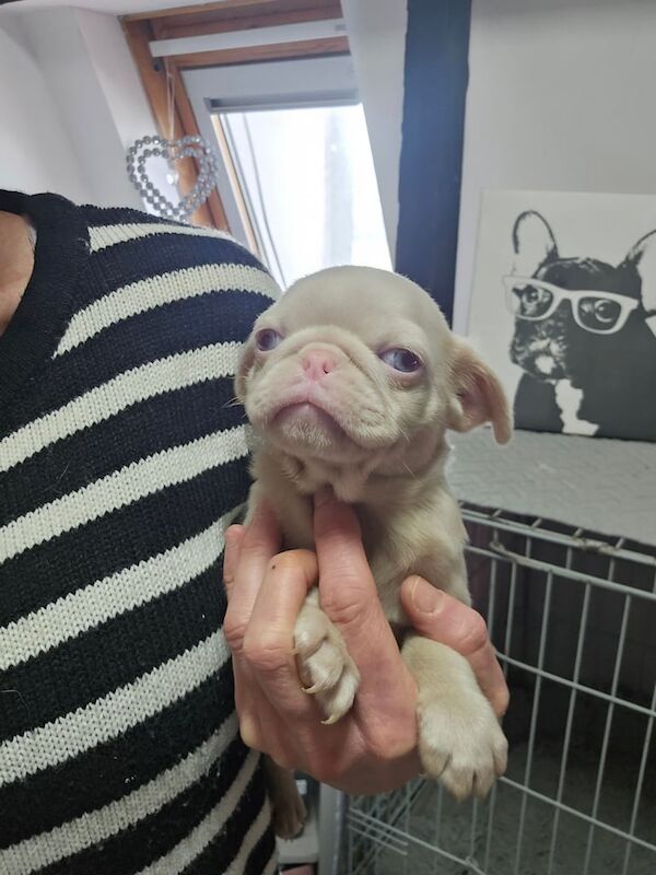Pug puppies for sale in Rochford, Essex – 5 months old - Image 3 of 3