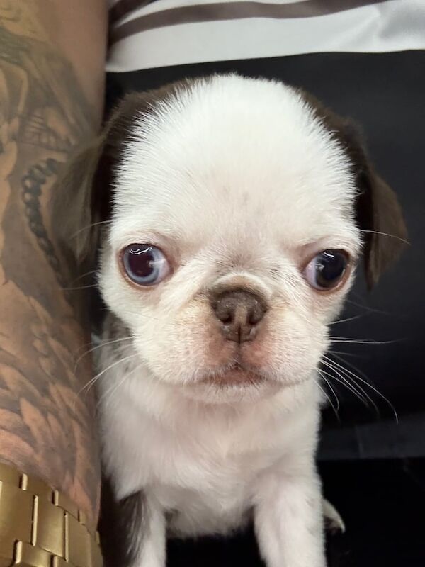 Rare pug for sale in Wakefield, West Yorkshire
