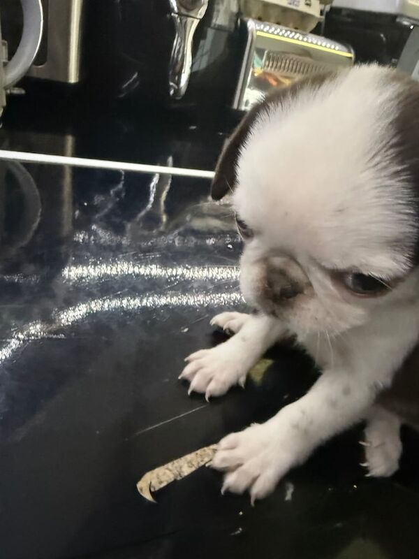Rare pug for sale in Wakefield, West Yorkshire | Image 2