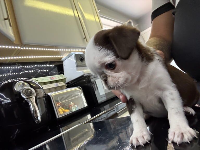 Rare pug for sale in Wakefield, West Yorkshire | Image 3