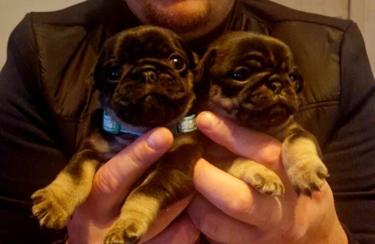 Pug puppies for sale in Guiseley, West Yorkshire – KC registered, 4 weeks old - Image 2 of 3