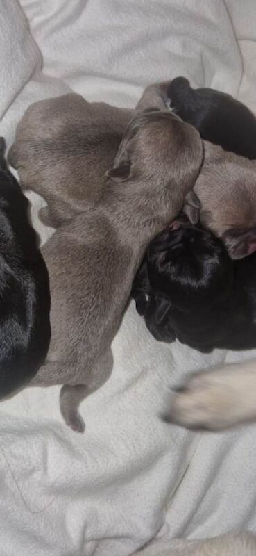 Pug puppies for sale in Guiseley, West Yorkshire – KC registered, 4 weeks old - Image 3 of 3