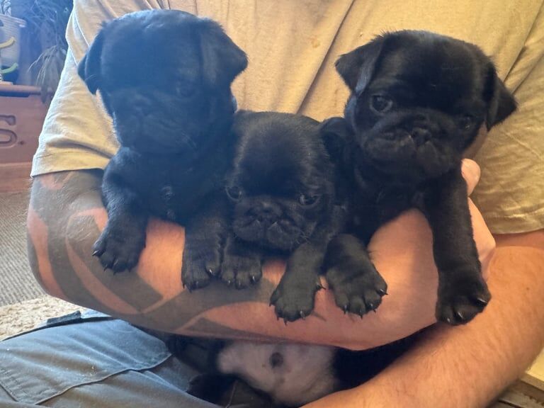 READY TO LEAVE 2 boys KC PUGS for sale in Dover, Kent