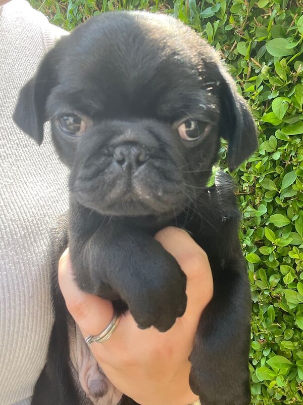 READY TO LEAVE 2 boys KC PUGS for sale in Dover, Kent | Image 2
