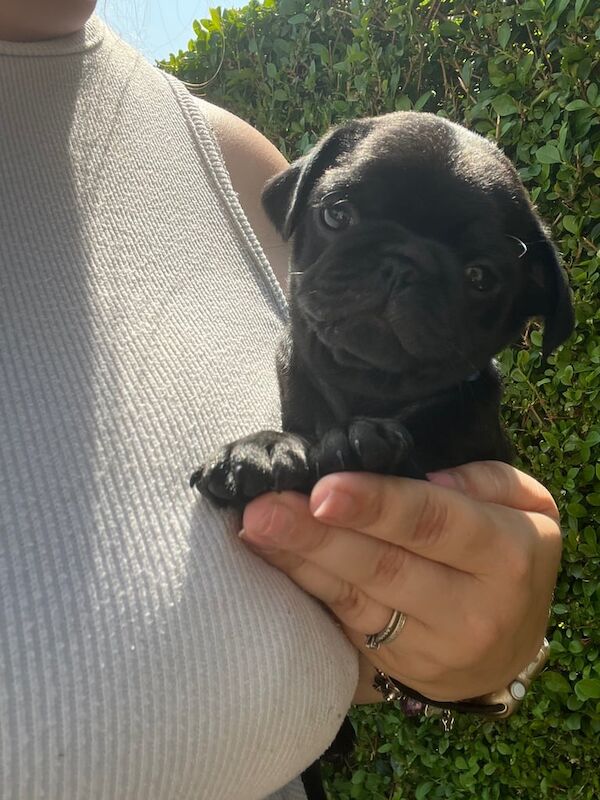 READY TO LEAVE 2 boys KC PUGS for sale in Dover, Kent | Image 3