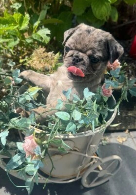 Pug puppies for sale in Brough, East Riding of Yorkshire – 1 year old
