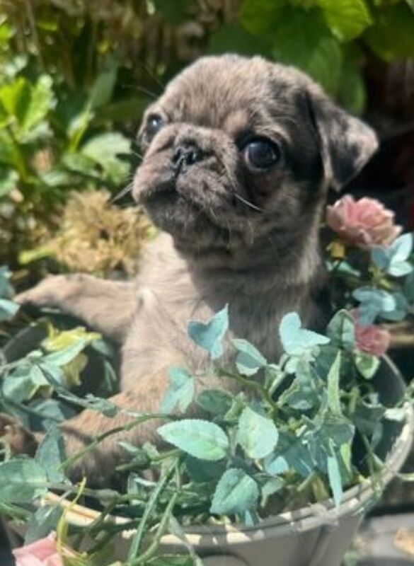 ♥️ ❗️last one left❗️ Rare Stunning blue merle Pug Pups 🐾♥️ for sale in Brough, East Riding of Yorkshire | Image 4