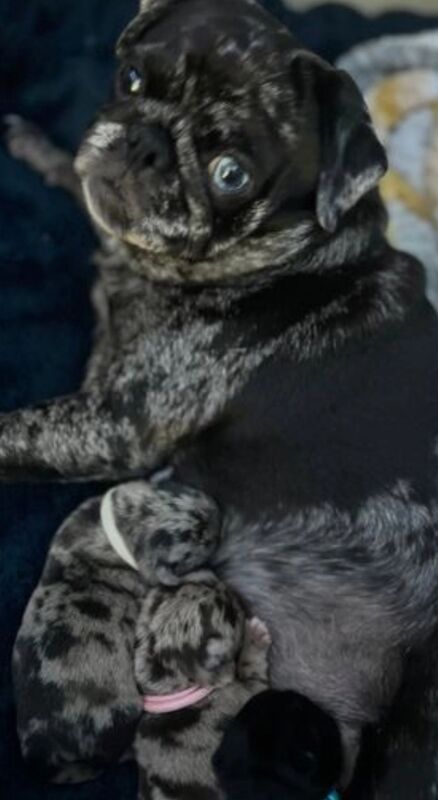 Pug puppies for sale in Brough, East Riding of Yorkshire – 1 year old - Image 5 of 8