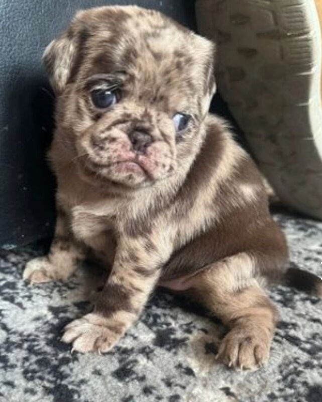 Pug puppies for sale in Brough, East Riding of Yorkshire – 1 year old - Image 2 of 8