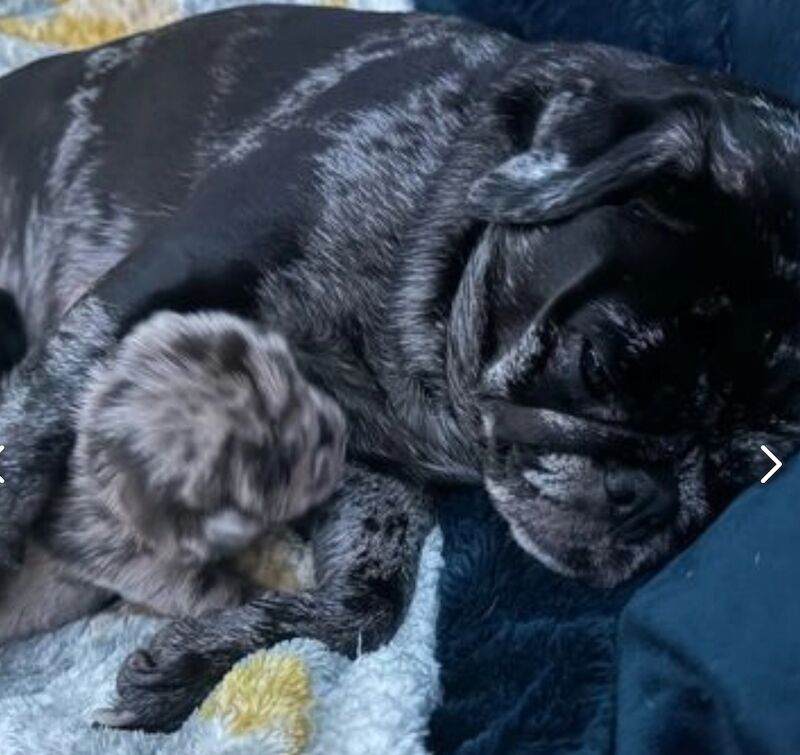 Pug puppies for sale in Brough, East Riding of Yorkshire – 1 year old - Image 6 of 8