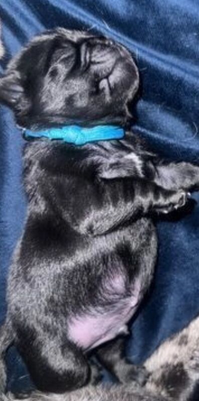 Pug puppies for sale in Brough, East Riding of Yorkshire – 1 year old - Image 7 of 8