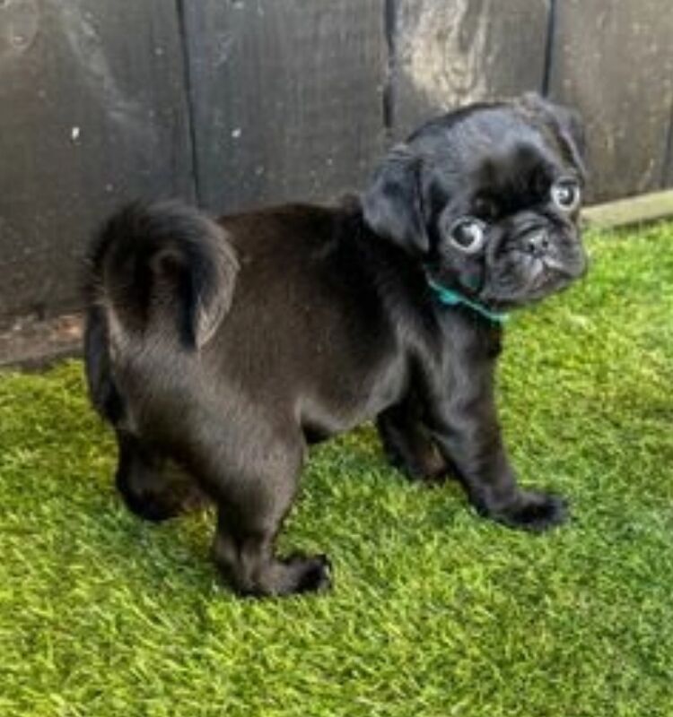 Pug puppies for sale in Brough, East Riding of Yorkshire – 1 year old - Image 8 of 8