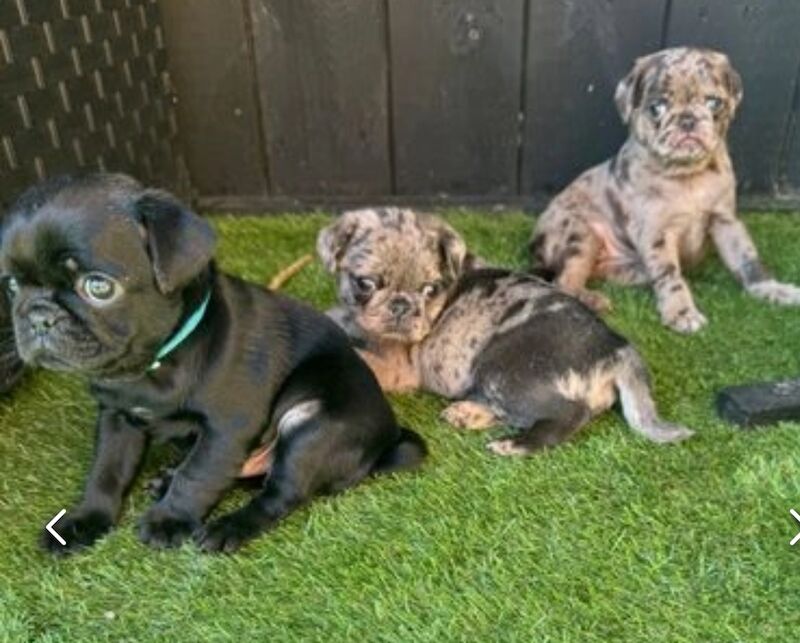 ♥️ ❗️last one left❗️ Rare Stunning blue merle Pug Pups 🐾♥️ for sale in Brough, East Riding of Yorkshire | Image 3
