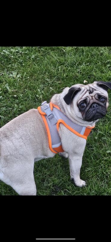Rehoming for a fun loving pug for sale in Stanley, West Yorkshire