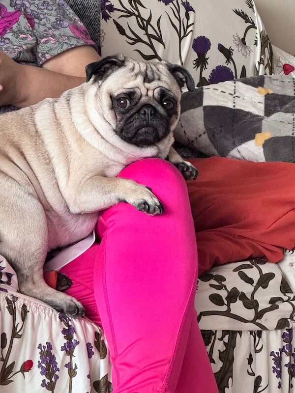 Rehoming for a fun loving pug for sale in Stanley, West Yorkshire | Image 2