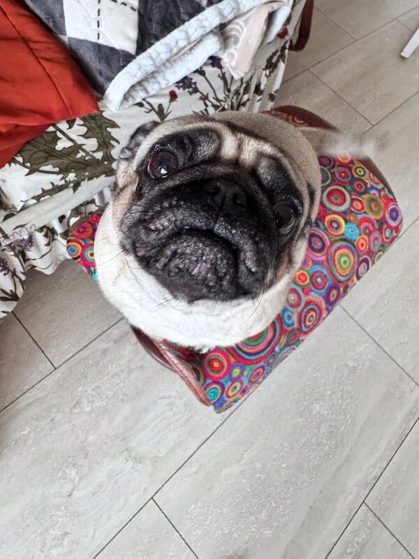 Rehoming for a fun loving pug for sale in Stanley, West Yorkshire | Image 3