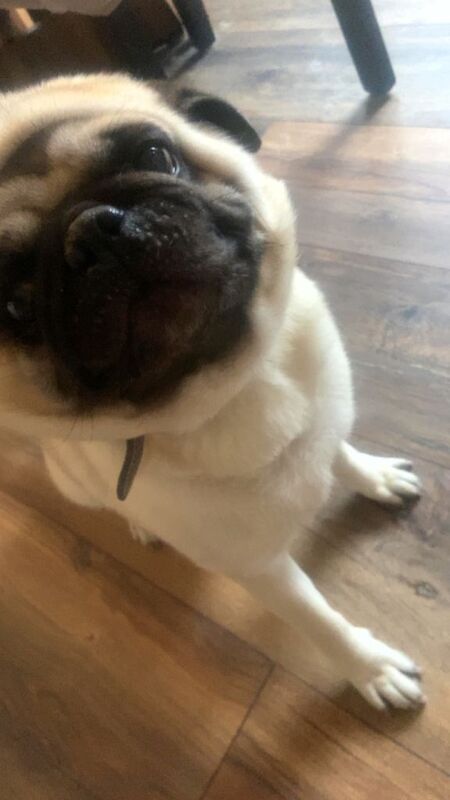 Pug puppies for sale in Cookstown, County Tyrone – 3 years old
