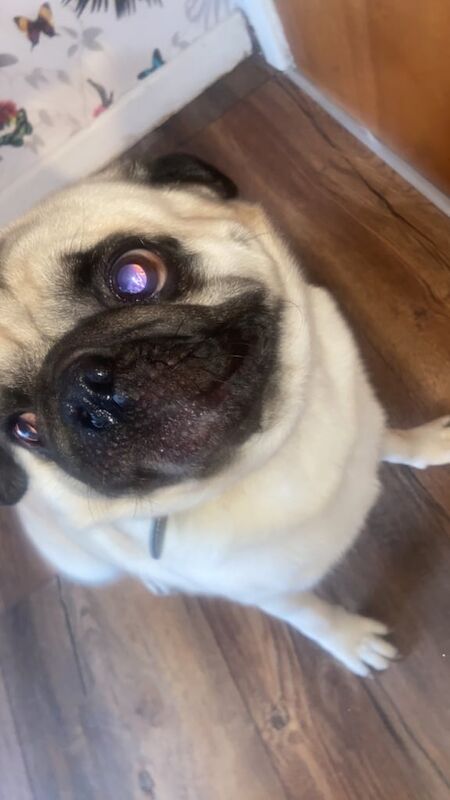 Pug puppies for sale in Cookstown, County Tyrone – 3 years old - Image 2 of 5