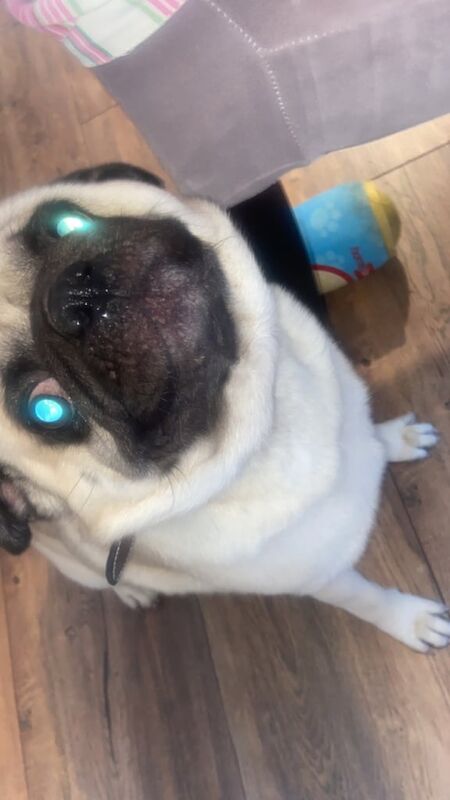 Pug puppies for sale in Cookstown, County Tyrone – 3 years old - Image 3 of 5