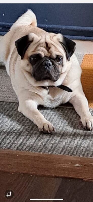 Pug puppies for sale in Cookstown, County Tyrone – 3 years old - Image 4 of 5