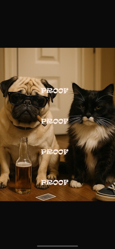 Pug puppies for sale in Cookstown, County Tyrone – 3 years old - Image 5 of 5