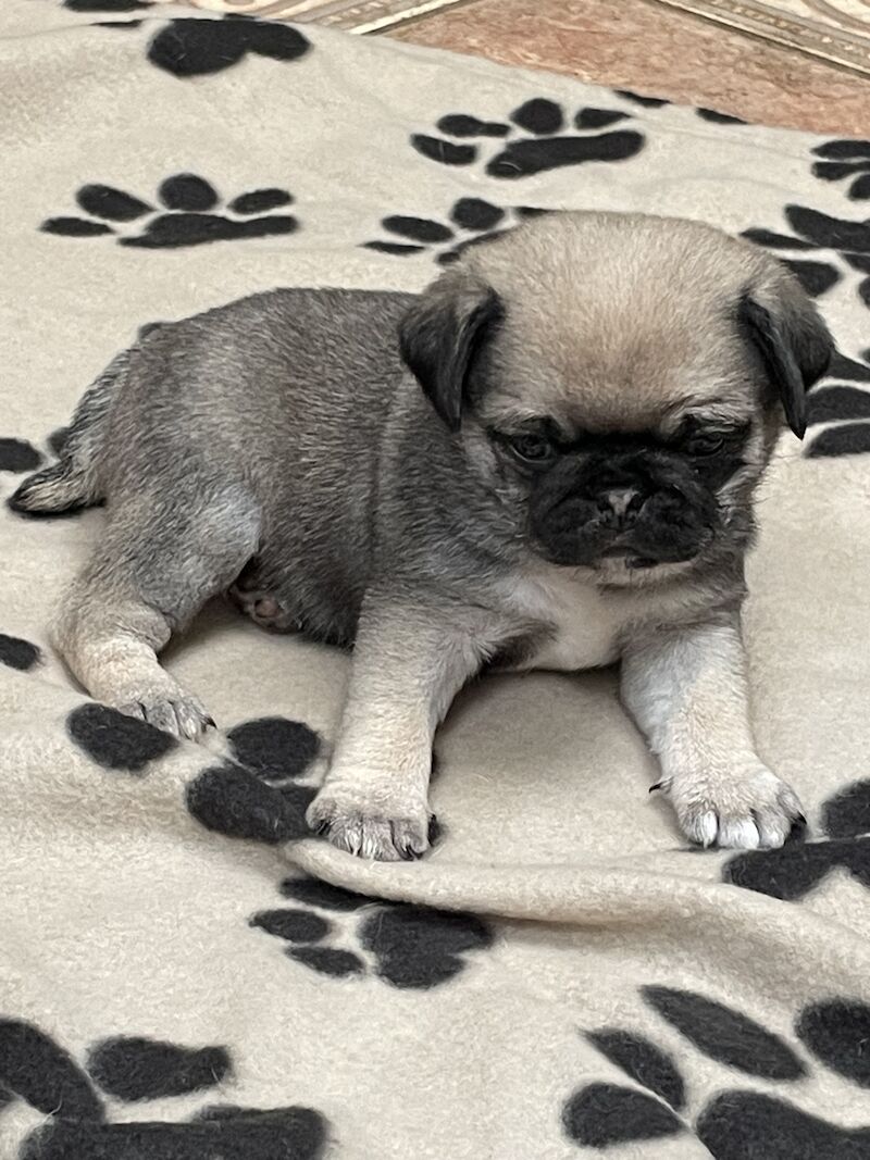 Pug puppies for sale in Caernarfon, Gwynedd – KC registered, 12 months old