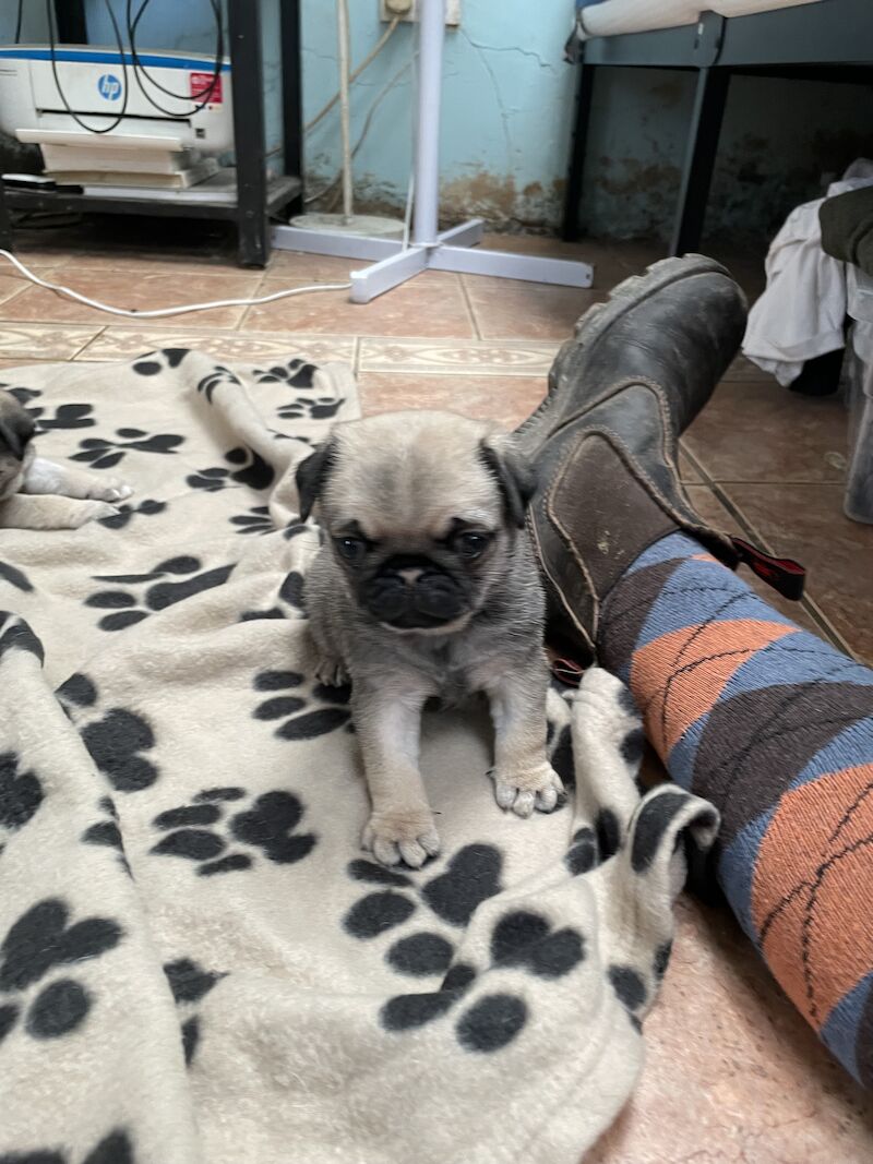 Silver fawn pug puppies for sale in Caernarfon, Gwynedd | Image 2