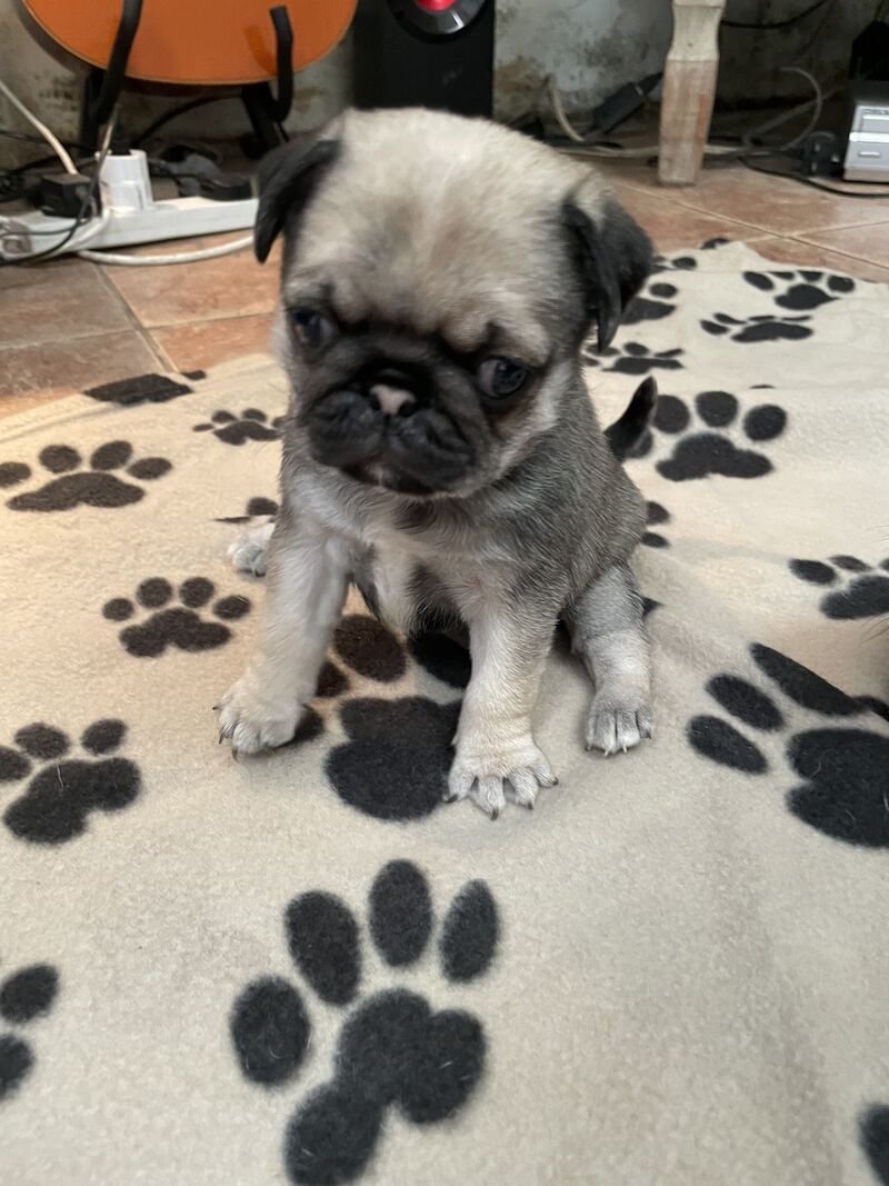 Silver fawn pug puppies for sale in Caernarfon, Gwynedd | Image 3