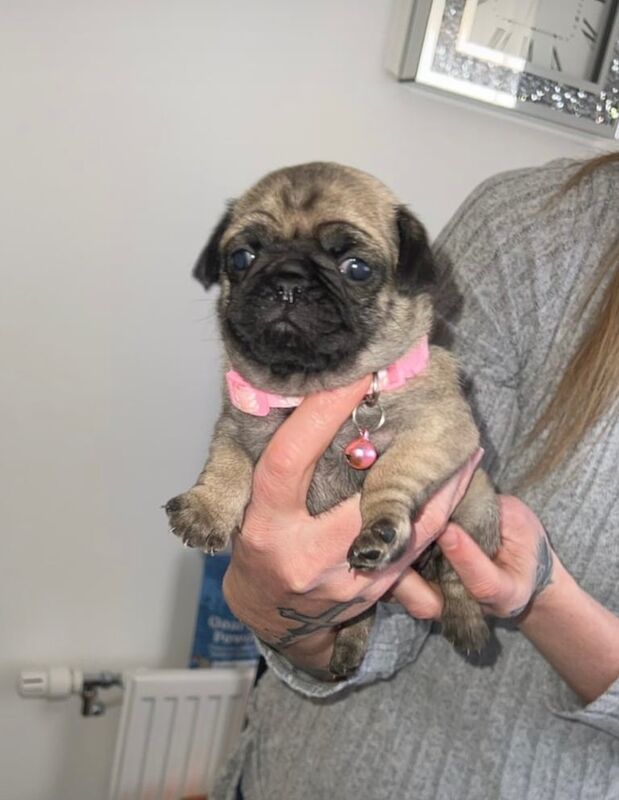 Silver fawn pugs for sale in Falkirk, Stirling and Falkirk - Image 1