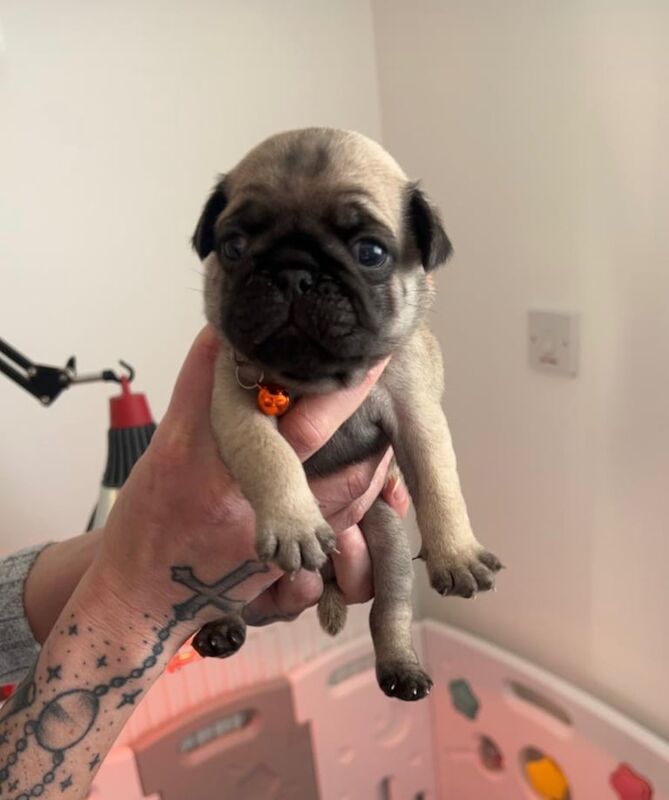 Silver fawn pugs - Image 2 of 3