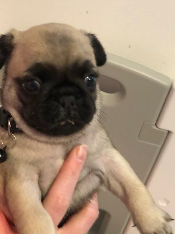 Silver fawn pugs - Image 3 of 3