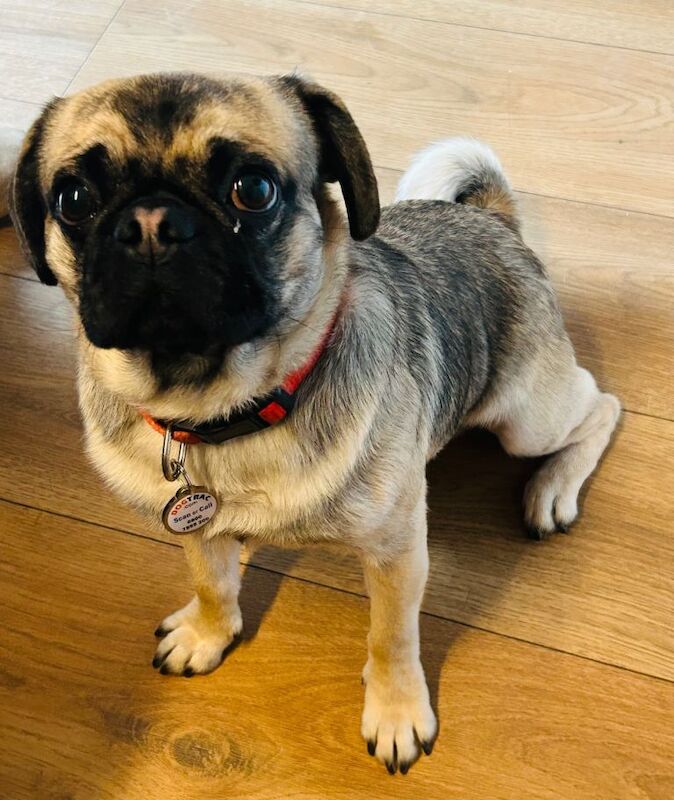 Simba male pug - Image 2 of 4