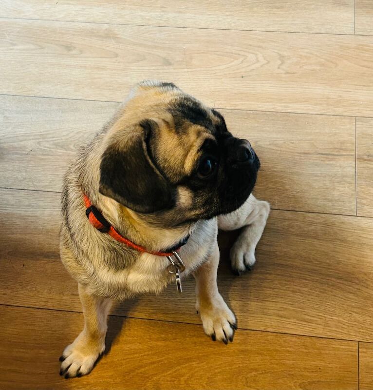 Simba male pug - Image 3 of 4